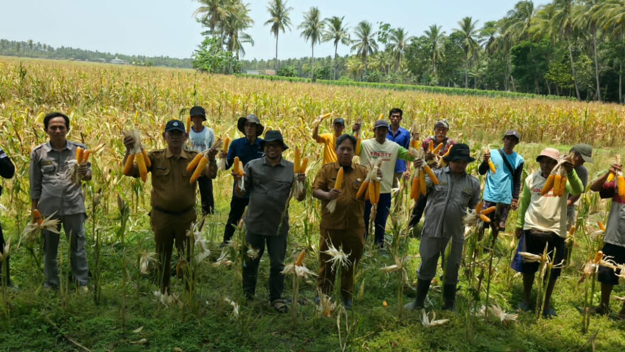 Panen Raya di Lahan 5 Hektare, Poktan Sumber Rezeki Wanasalam Bukti Nyata Dukung Ketahanan Pangan