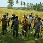 Panen Raya di Lahan 5 Hektare, Poktan Sumber Rezeki Wanasalam Bukti Nyata Dukung Ketahanan Pangan